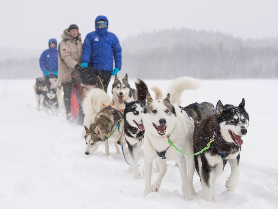瑞典队在雪橇比赛中表现出色夺冠