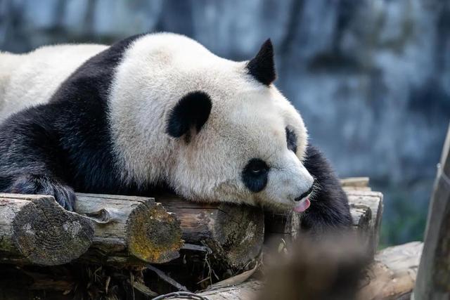 世俱杯奖金-成都大熊猫力克对手，晋级势不可挡！